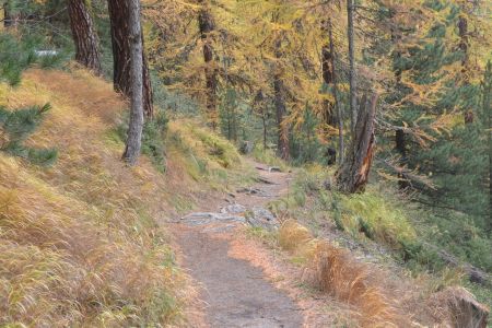 Portion de sentier.