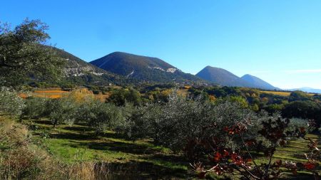 Baronnies, vignes, oliviers