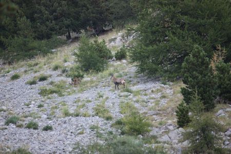 Chamois du matin