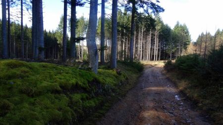 Dans la forêt.