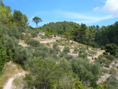 Cabanon, restanques et champ d’oliviers.