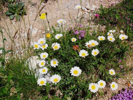 Bouquet de marguerites