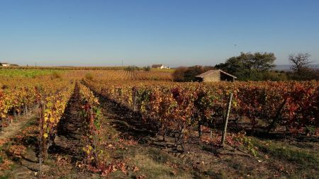 Traversée du vignoble.