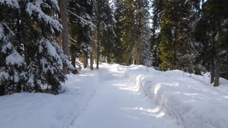 Au dessus de l’Altiport, on entre en forêt