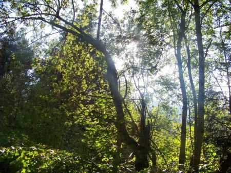 Forêt impénétrable !