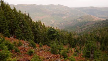 En contrebas, le vallon qui mène à Gensbourg et le sommet arrondi du Wildberg.