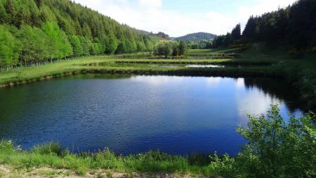 Bizarement, c’est le bassin amont qui est très fréquenté par les canards.