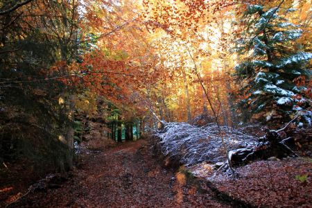 En forêt