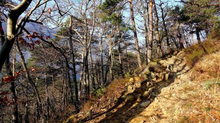 Montée en forêt.