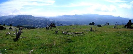 Pins foudroyés et hauts plateaux