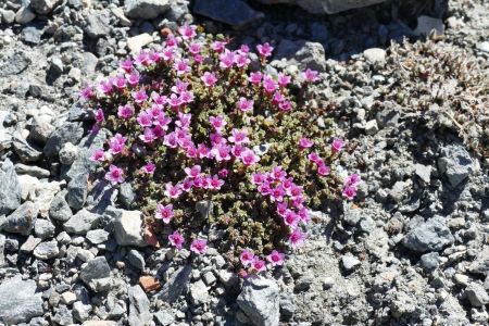 Saxifrage à feuilles opposées 