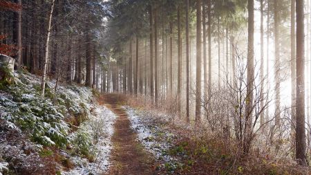 Sur le sentier qui contourne le versant sud du Rinkenkopf (Fussweg um den Rinkenkopf).