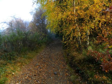 Montée en forêt.