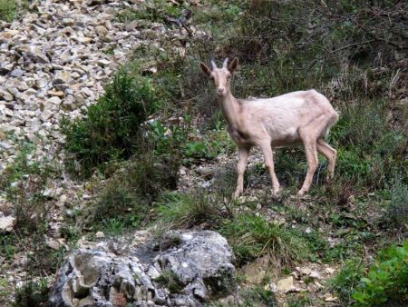 jeune chamois