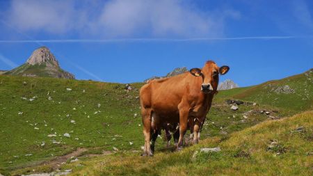 Traversée des alpages sur le sentier des Cinq Lacs.