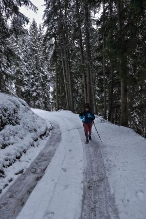 Forêt blanche