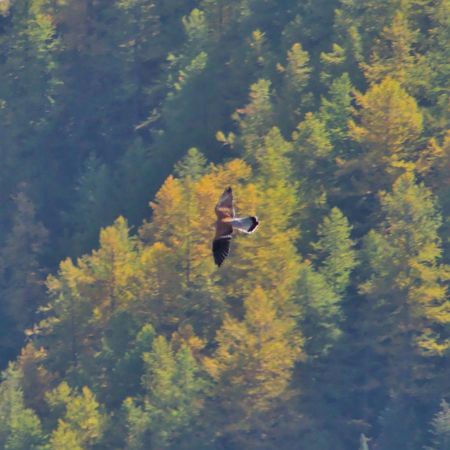 Faucon crécerellette, le plus petit rapace diurne d’Europe