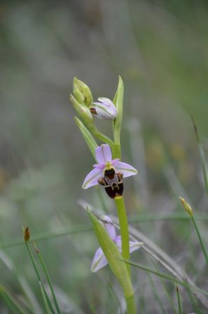 Ophrys... de la mouvance fuciflora