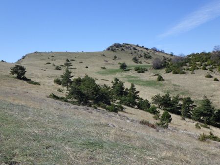 Prairie parsemée de pins sylvestres aux formes variées