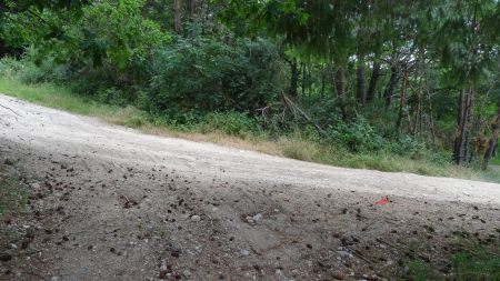 Jonction avec la piste forestière.