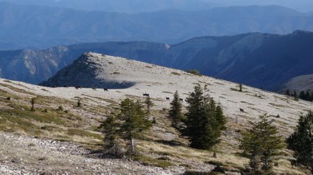 Descente côté Est, direction le pas de la Graille, avec des chamois !