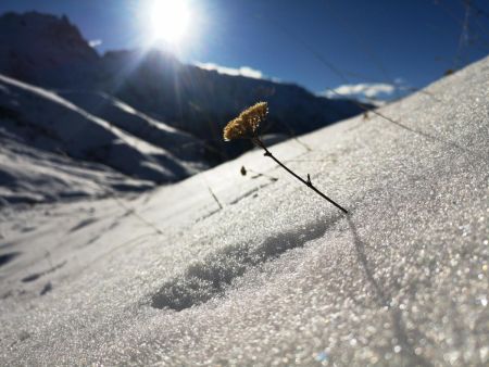 Dernières resistantes du début d’hiver