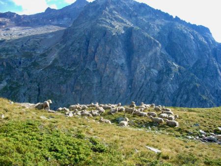 Sur la croupe herbeuse près de l’abri de berger