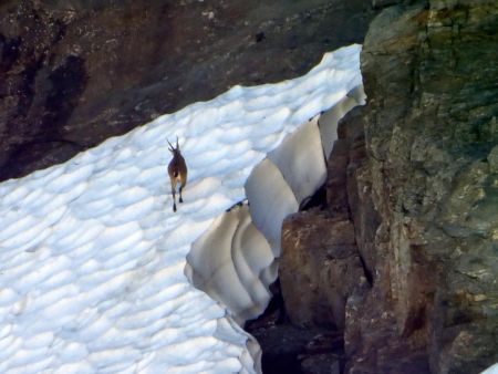 Bouquetin sous Mont Charvet