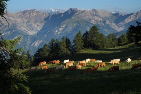 La faune faiseuse de fromage au Sommet Bucher