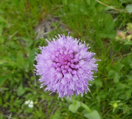 Orchis Globuleux 