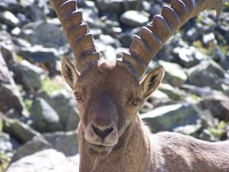 Un grand bouquetin mâle au col du Bouchet.