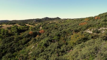 Garrigue.