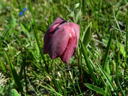 Fritillaire du Dauphiné.