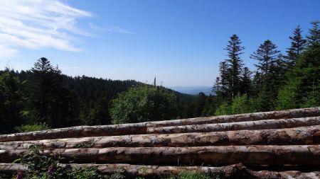 Dans la forêt.