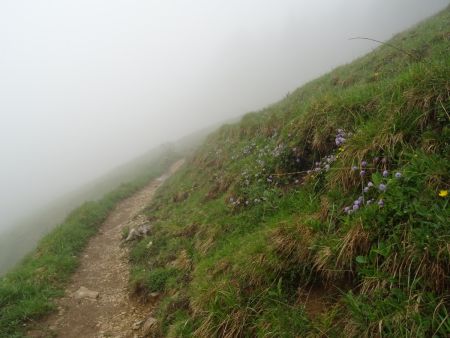 Sentier dans la brume