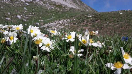 Pulsatilles des Alpes ? Anémones ?