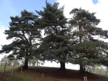 Tourner à gauche après ces beaux arbres