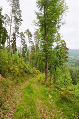 Sentier de descente.