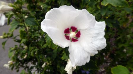 Hibiscus