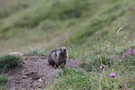 Une jeune marmotte