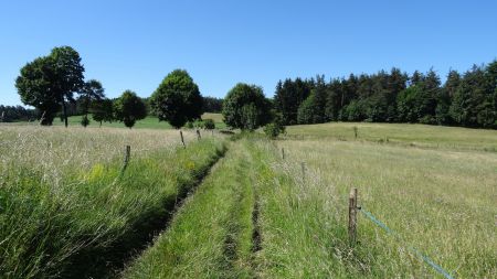 Chemin envahi par l’herbe.