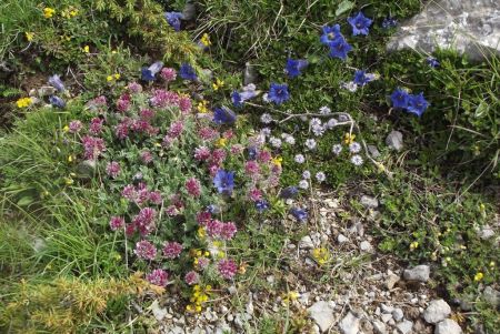 Vulnéraire des montagnes et gentianes