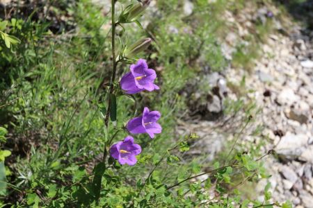 De belles campanules !