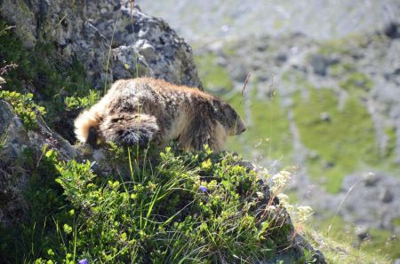 Bonjour la marmotte !