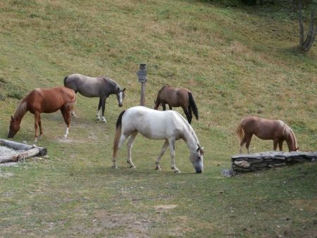 Les chevaux de Paravis