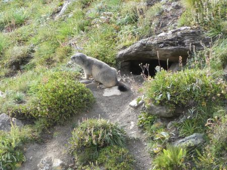 Marmotte à proximité immédiate du refuge