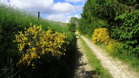 Sortie de la forêt.