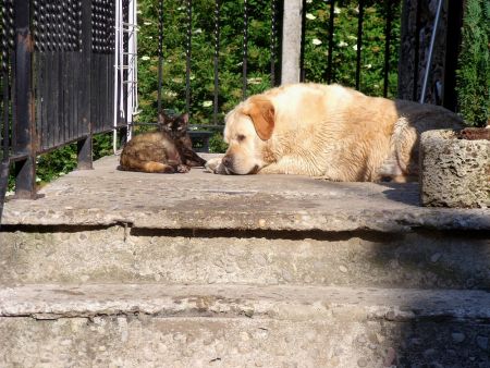 Ils sont pas beaux, au hameau des Boutons