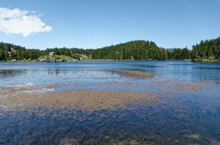 Estany del Viver