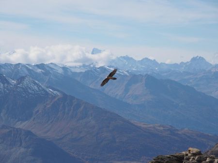 Gypaète sur fond de Barre des Ecrins.